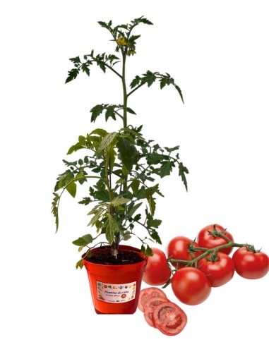 Pomodoro Grappolo Resistente Vaso 10