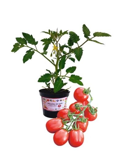 Pomodoro Datterino Vaso 10