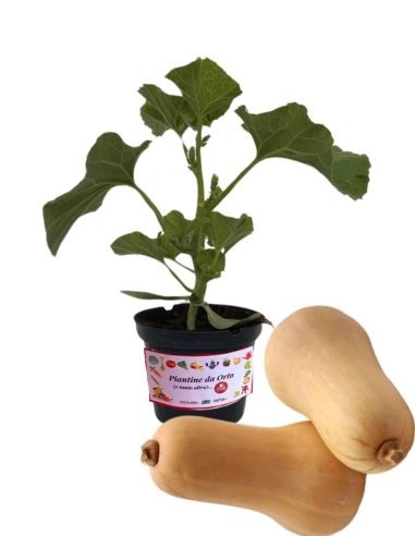 Zucca Violina Vaso 10