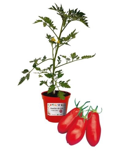 Pomodoro San Marzano Innestato Vaso 14