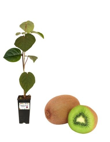 Kiwi Arguta (autofertile) Vaso 2L