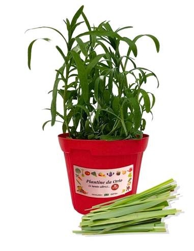 Lemon Grass Citronella Vaso 14