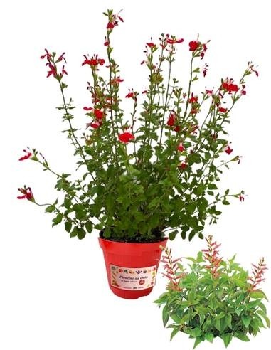 Salvia Greggi Vaso 14