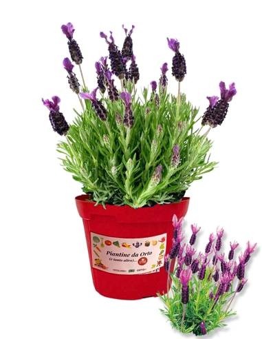 Lavanda Stoeaches Vaso 14