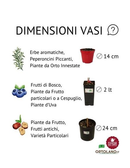 Pianta Lavanda in vaso 14cm 19cm - Piante Aromatiche