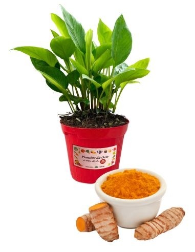 Curcuma Vaso 14