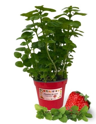 Menta Fragola Vaso 14