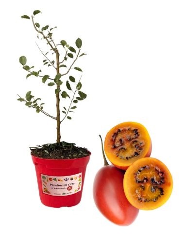 Tamarillo Vaso 14