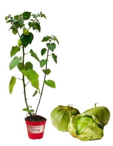 Tomatillo Vaso 14