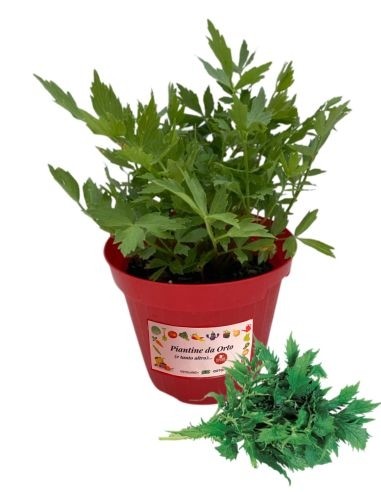 Valeriana Officinale Vaso 14