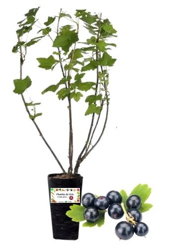 Ribes Nero Vaso 2L