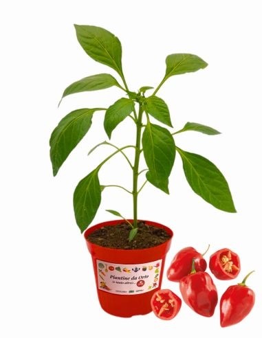 Peperoncino Habanero Rosso Vaso14