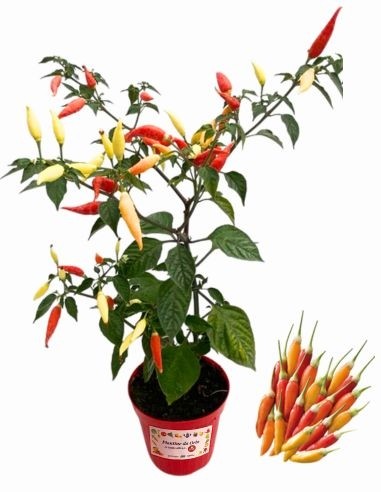 Peperoncino Tabasco Vaso 14