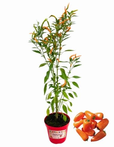 Peperoncino Cornuto Arancione Thai Orange Vaso 14