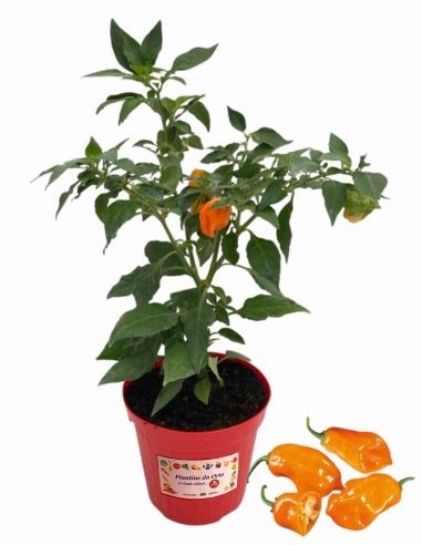 Peperoncino Aji Amarillo Vaso 14