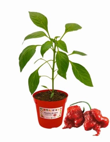 Peperoncino Carolina Reaper Vaso diametro 14