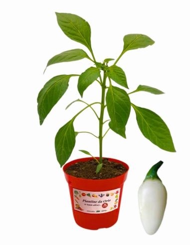 Peperoncino Pallottola Habanero White Bullet Vaso 14