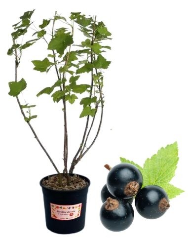 Ribes Nero Vaso 5L