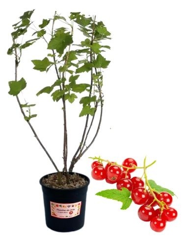 Ribes Rosso Vaso 5L