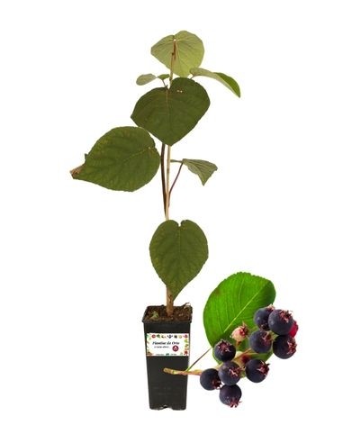 Amelanchier Alnifoglia Vaso 1,5 L