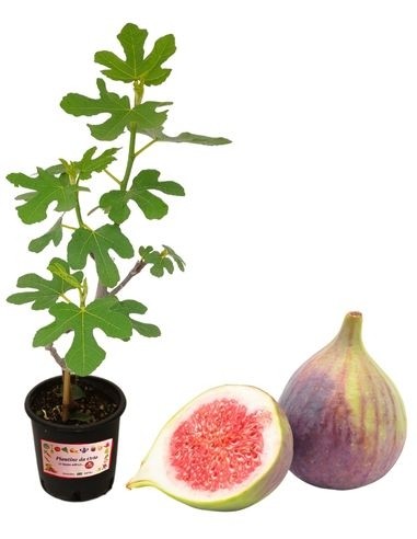 Fico Bonsai Ficus Carica Vaso 2 L