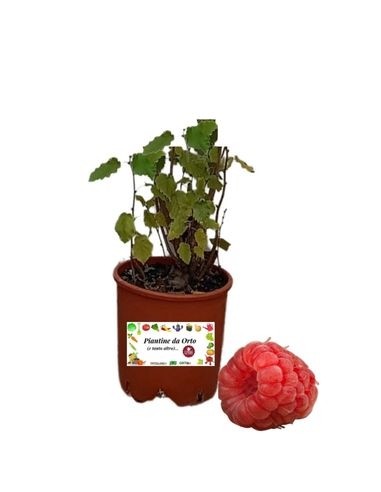 Lampone Fragola Rubus Illecebrosus Vaso 18