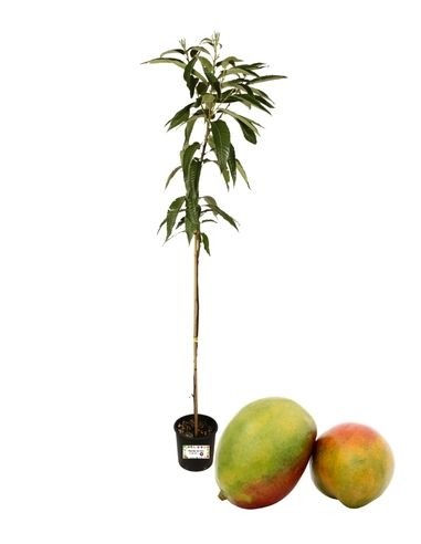 Mango - Mangifera Indica Vaso 3 L