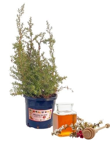 Evodia Danielli - Albero del Miele Vaso 1,5 L