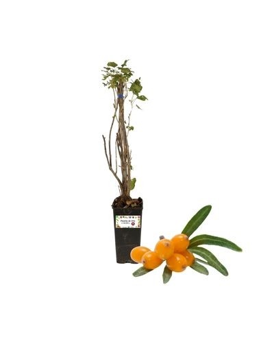 Olivello Spinoso Orange Energy Hippophae Rhamnoides Vaso 22