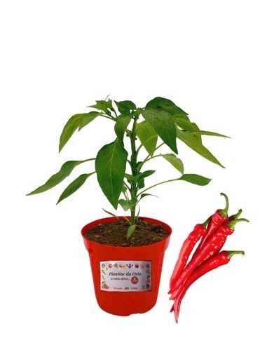 Peperoncino Piccante Lungo Innestato Vaso 14