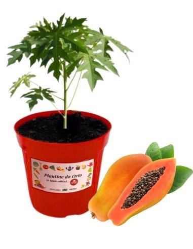 Papaya 