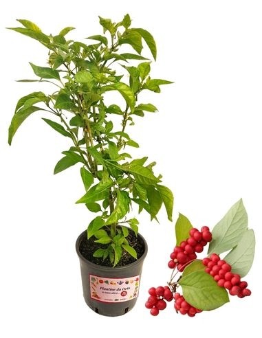 Schisandra - Bacca dei Cinque Spori Vaso 5 L