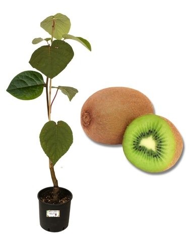 Kiwi Arguta Maschio Vaso 2L