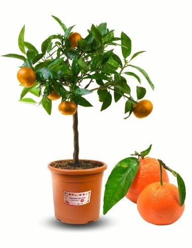 Pianta di Clementine