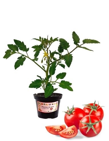 Pomodoro Ciliegia con Fruttosio vaso 10