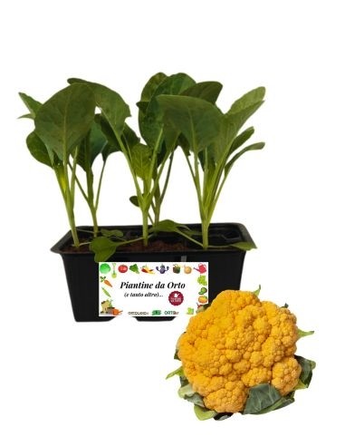 Cavolfiore Arancione pack da 6 Piantine