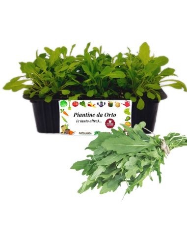 Rucola 9 Piantine