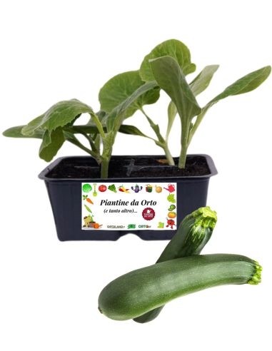 Zucchino pack da 4 Piantine