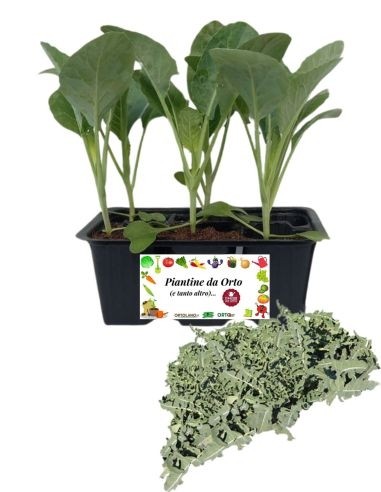 Broccolo Fiolare 6 Piantine