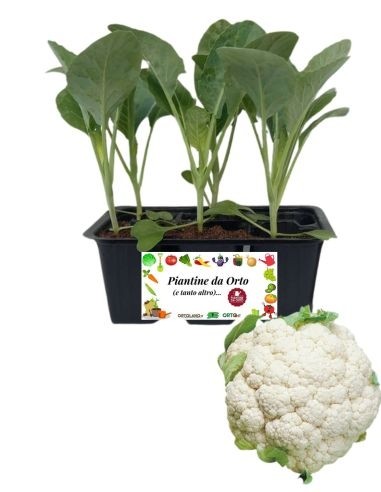 Broccolo Verona Medio Precoce 6 Piantine