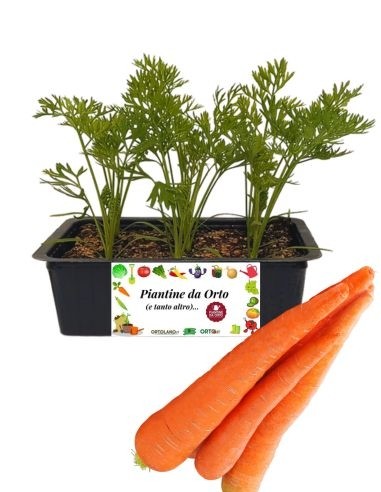 Carota 9 Piantine