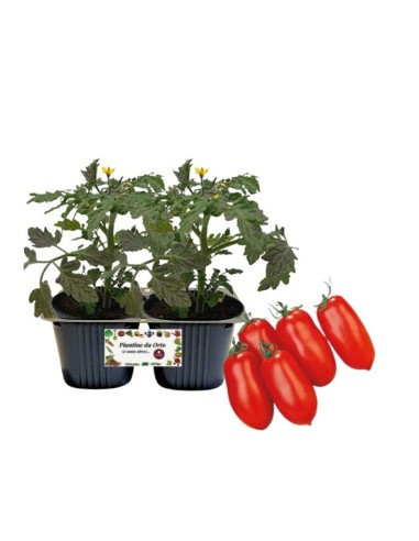 Pomodoro San Marzano Linea gold pack da 2 piante