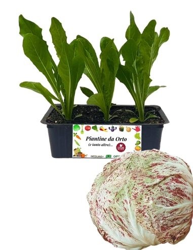 Radicchio Lusia Tardivo 9 Piantine