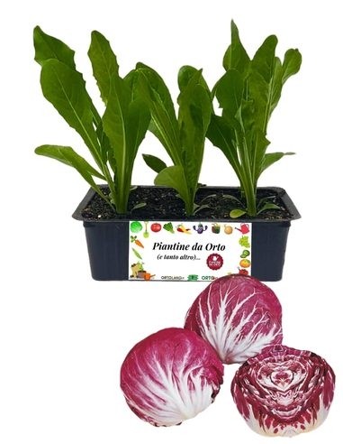 Radicchio Chioggia Medio Precoce 9 Piantine