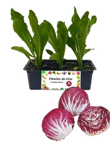 Radicchio Chioggia Precoce 9 Piantine