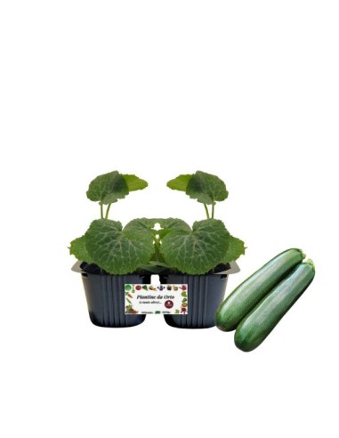 Zucchino pack da 2 piante 