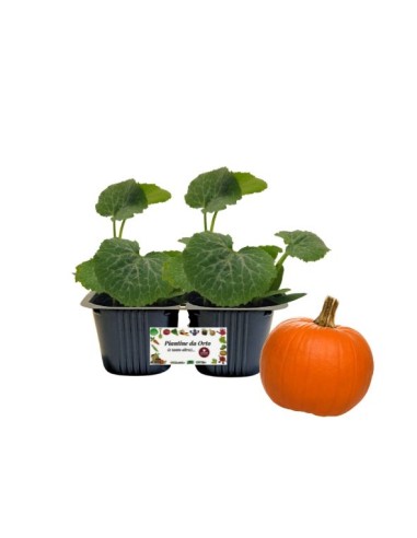 Zucca Halloween Linea gold pack da 2 piante 