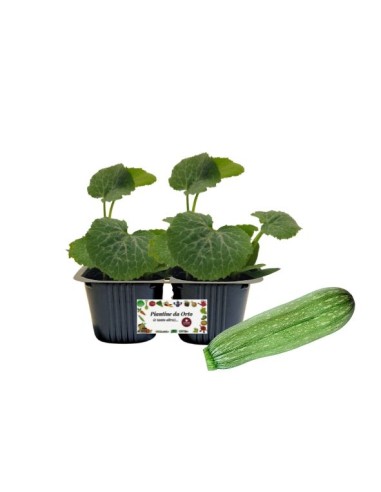 Zucchino Striato pack da 2 piante