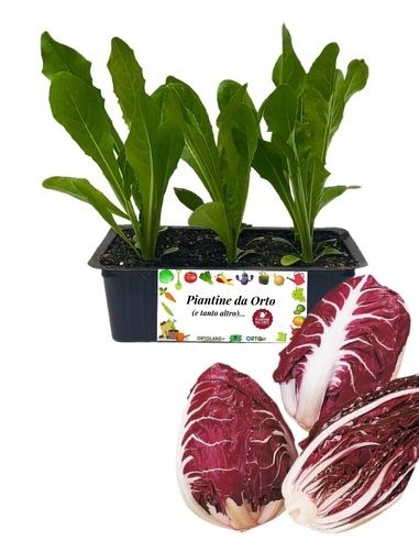 Radicchio Verona 9 Piantine