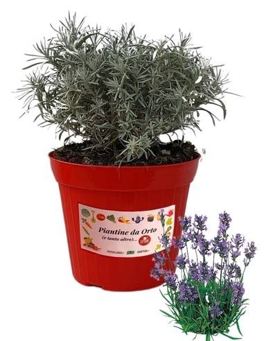 Lavanda Vaso 14